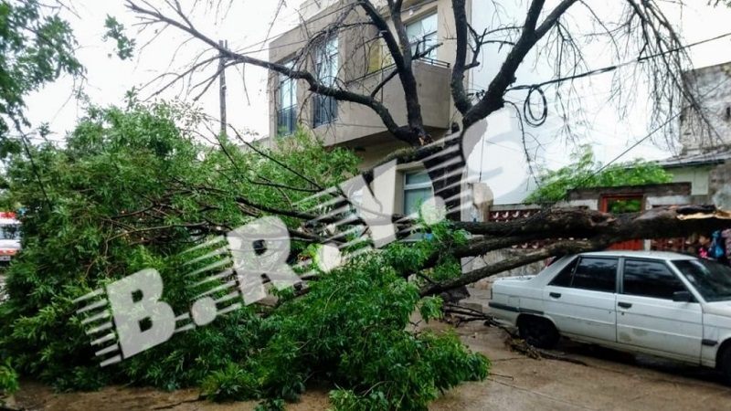 arbol-brysu