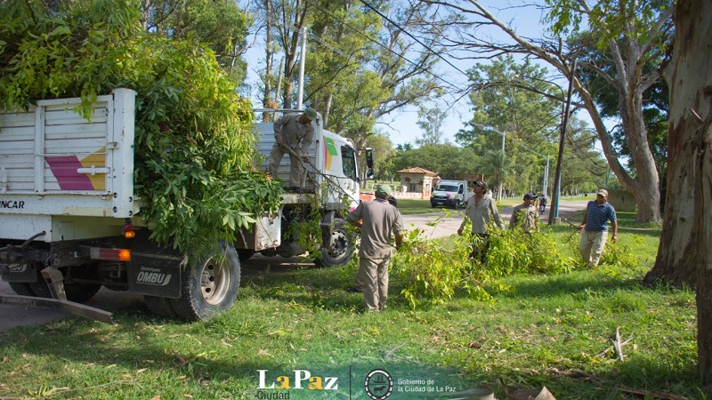 poda-arboles