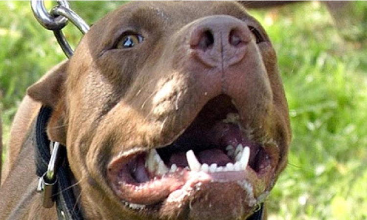 pitbull
