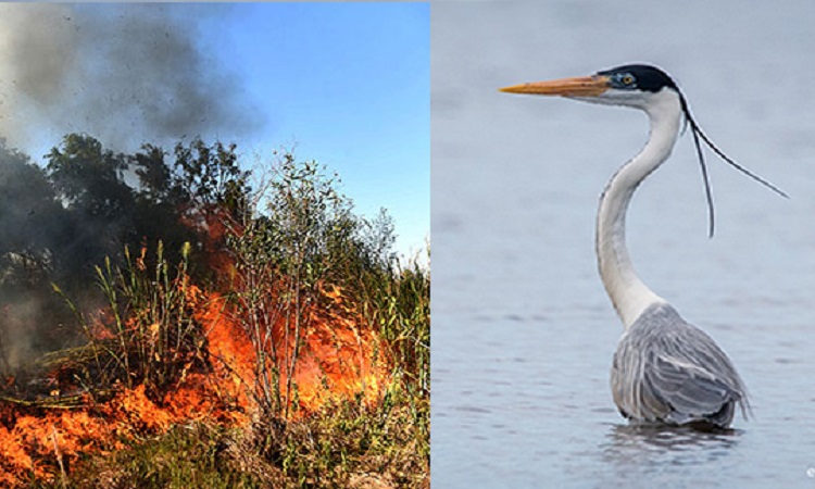 Incendios en el Delta del Paraná