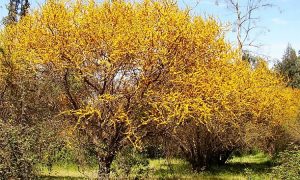 aromito-