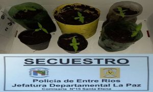 plantas_1