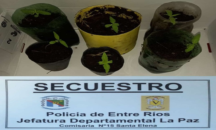 plantas_1