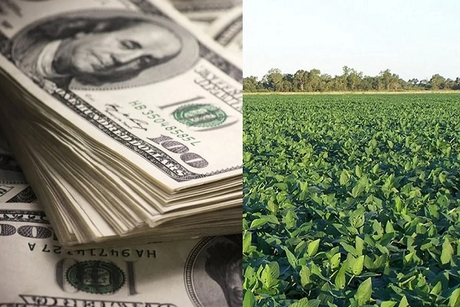 dolar-soja