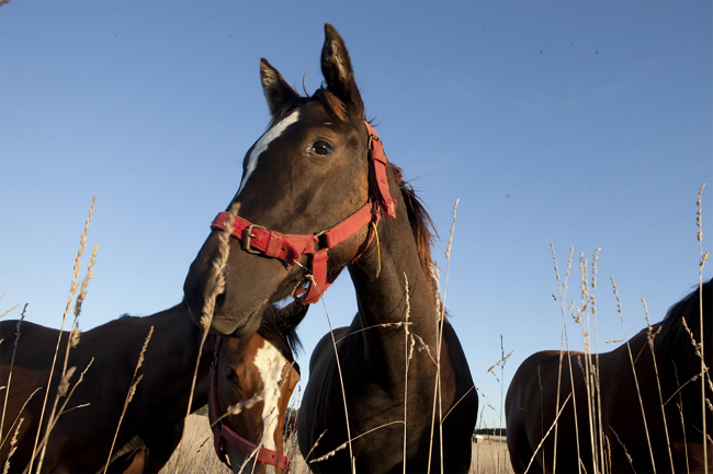 caballo_