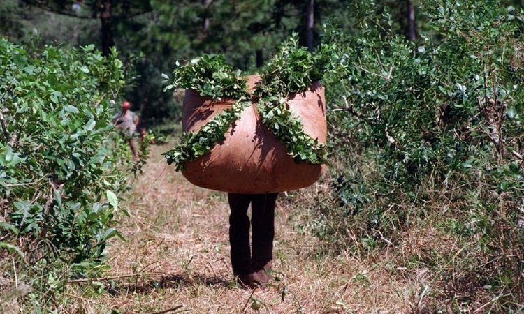 yerba-mate