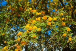 aromito (2)