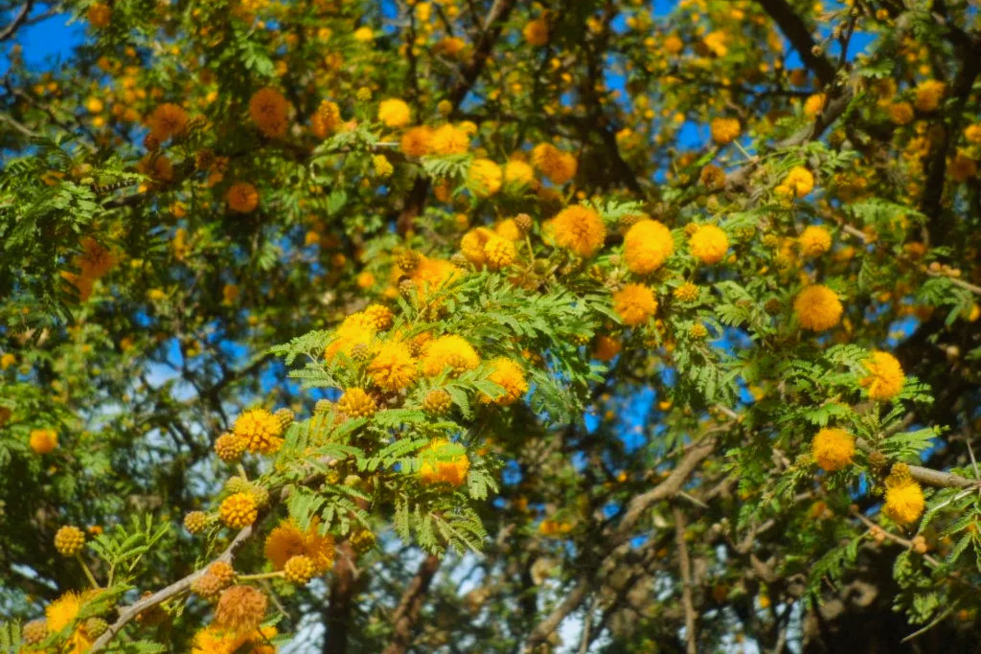 aromito (2)