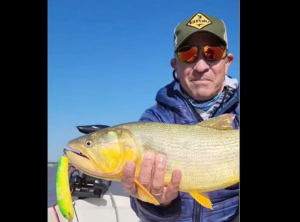dorados