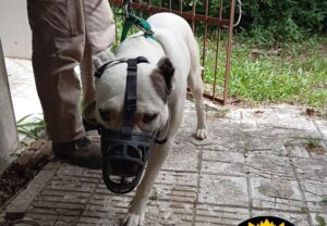 dogo_