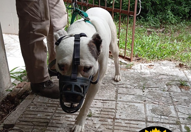 dogo_
