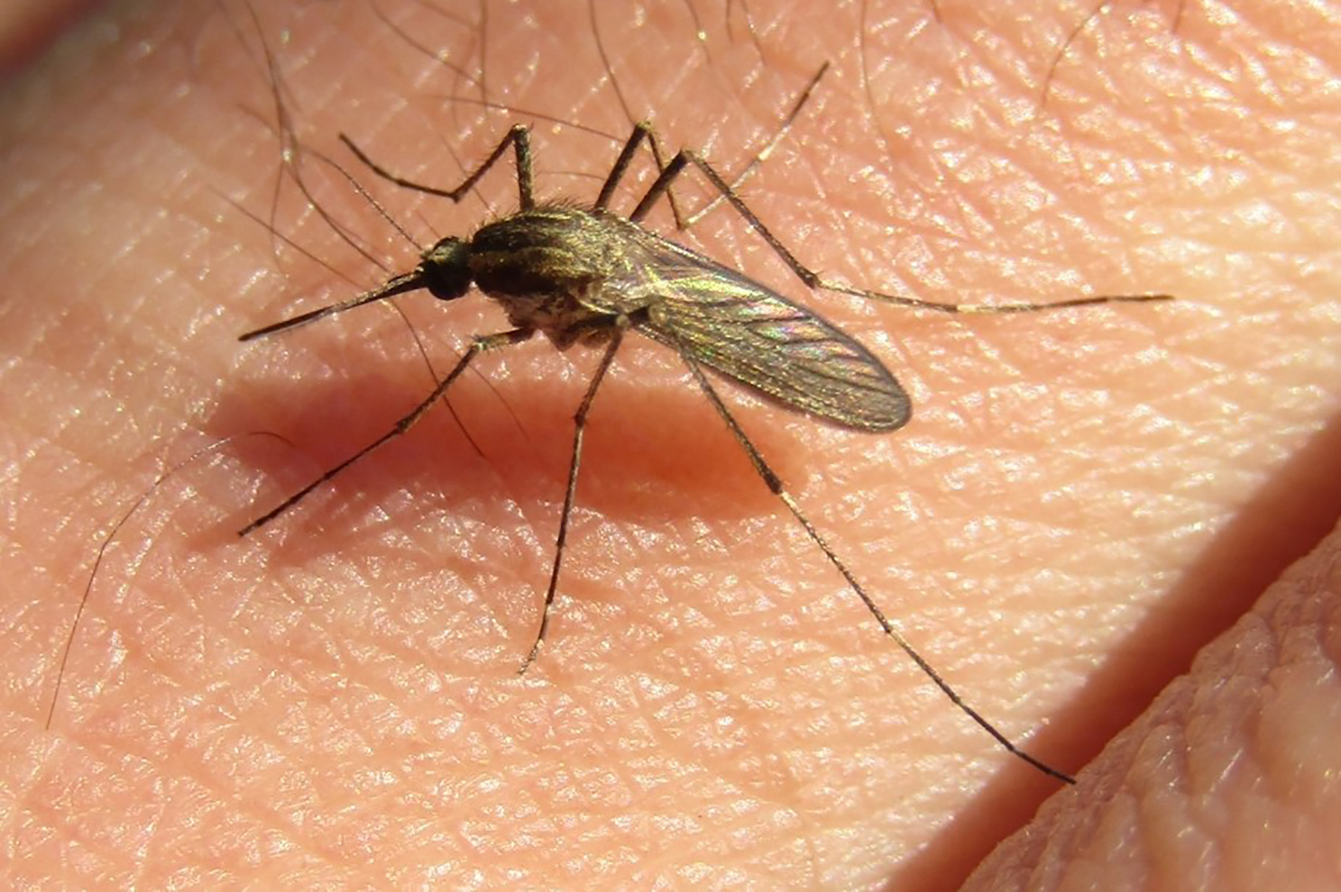 Aedes_albifasciatus
