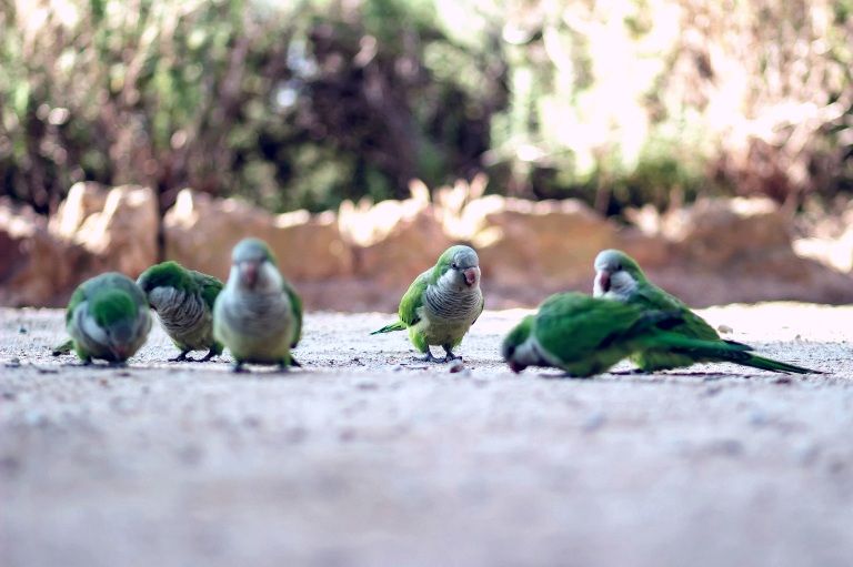 loro4