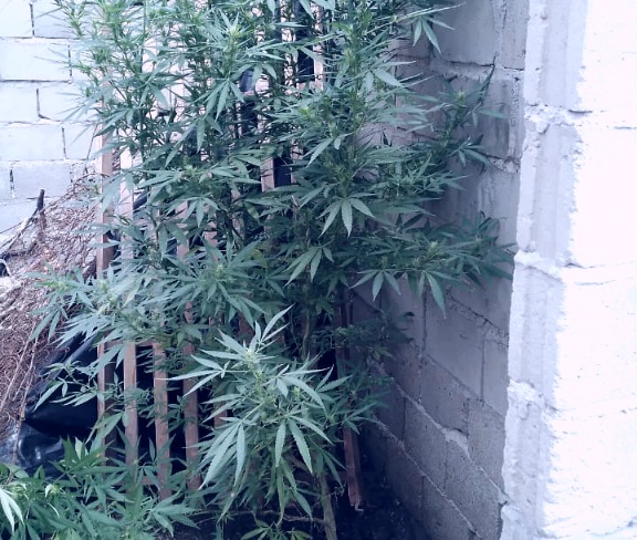 IMG-20250323-WA0015