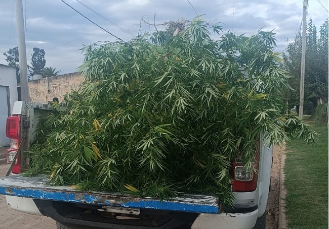 marihuana_