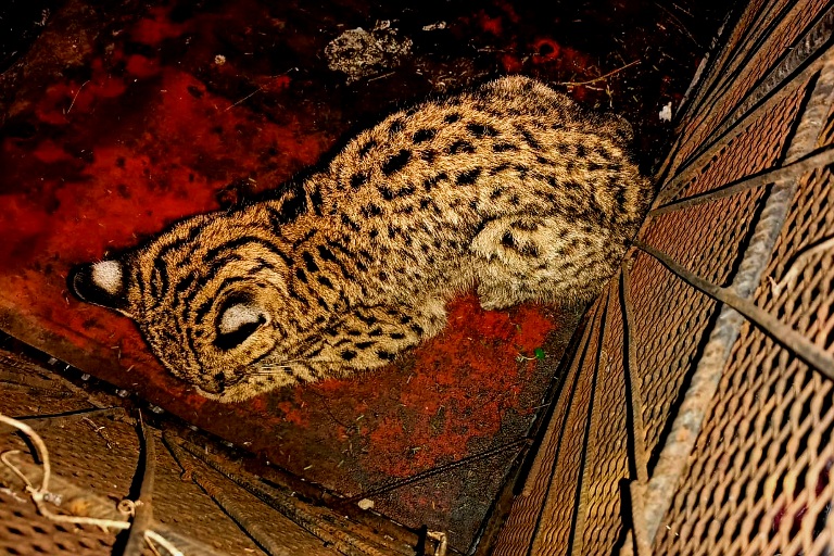 gato