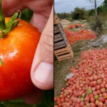 tomates_
