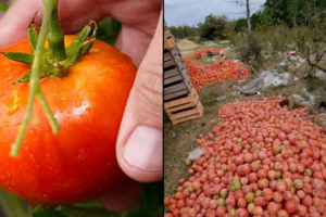 tomates_