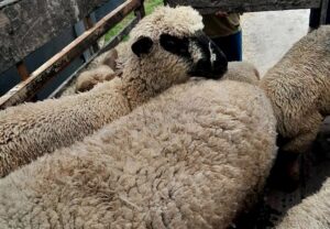 ovejas_12