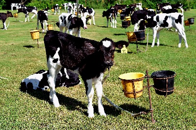 Foto Ilustrativa Tambo